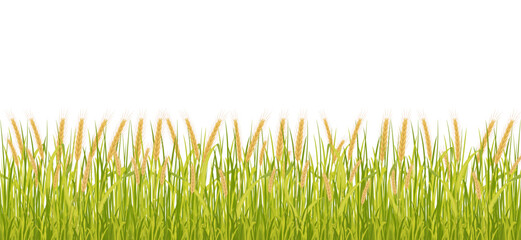 Wheat field seamless border. Vector background of high growth of cereal crops. © JuliaBliznyakova