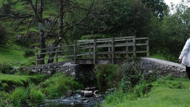 Slow motion zoom in towards female with red dreadlocks walking puppy on rural wooden bridge crossing countryside stream