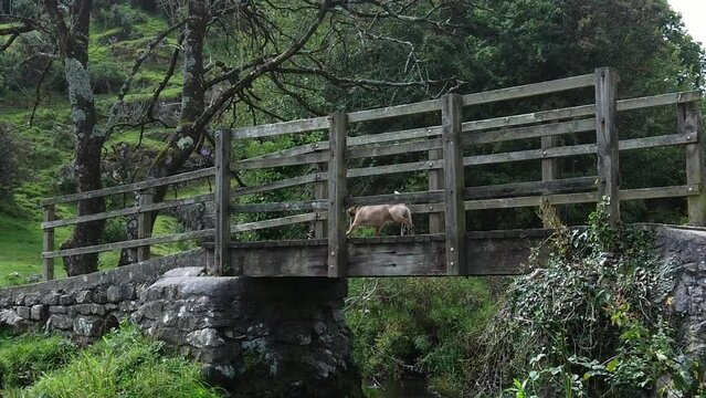 Female with red dreadlocks walking puppy on rural wooden bridge crossing countryside stream, Slow motion zoom in shot