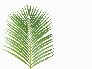 Green leaves of palm on white background. Closeup photo, blurred.