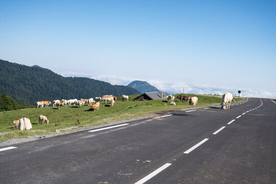 cows in the french mountains