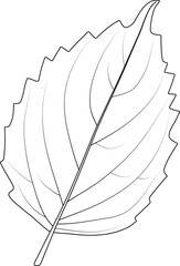 Basil leaf on a white background. Black and white illustration.