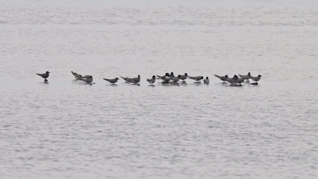 A group of resting Black Terns with amongst them a White winged Tern and Little Gull
