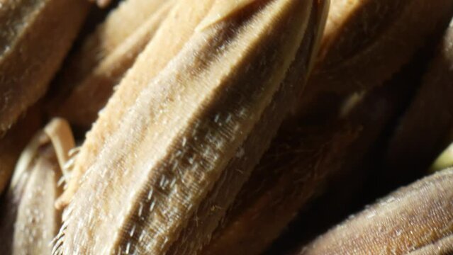 Thai riceberry rice paddy seeds up close in this mesmerizing macro video. Witness the intricate textures and vibrant hues that encapsulate the essence of Thailand's culinary treasure.
