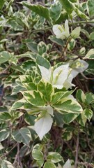 white bougainvillea flowers seen up close in a beautiful garden