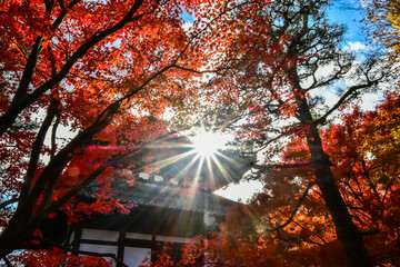 Red or Yellpw maple leaves in the spring seasons in Kyoto, Japan. Good place to travel for the tourists around the world.