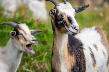 Cute baby mountain goat goat during springtime in the mountains 
