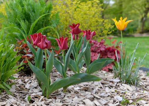 .beautiful  purple tulips blooming in a flowerbed in a spring garden with wood chips on the soil
