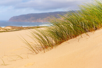 Fototapeta na wymiar Guincho beach, Portugal, summer, dunes