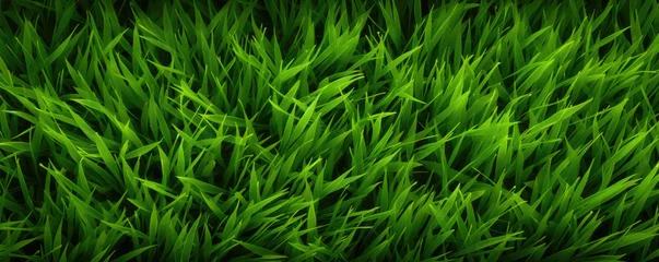 Cercles muraux Vert Green grass top view.  Grass or lawn wide banner or panorama photo