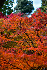 Red or Yellpw maple leaves in the spring seasons in Kyoto, Japan. Good place to travel for the tourists around the world.