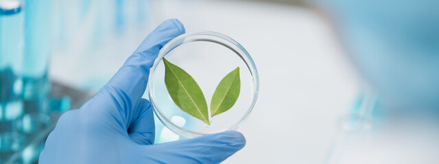 eco skin care beauty products in laboratory development concept, Natural drug research with organic...