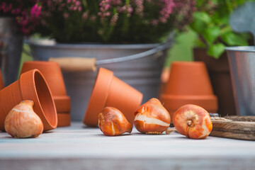 Flower bulbs and pots on a garden table