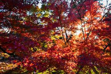 Red or Yellpw maple leaves in the spring seasons in Kyoto, Japan. Good place to travel for the tourists around the world.