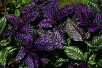 Purple and green Persian Shield plants in the garden