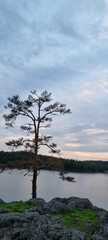 tree on the shore. The sky in evening time.