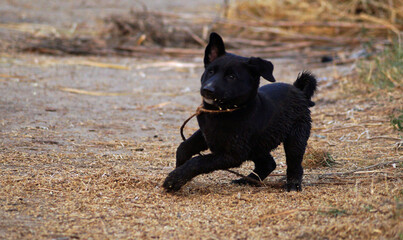 black dog running