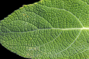 Salvia cacaliifolia leaf