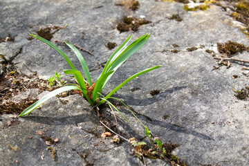 Green Growth Emerges Through Asphalt.