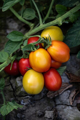 Sustainable agriculture growing organic tomatoes