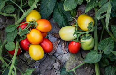Sustainable agriculture growing organic tomatoes