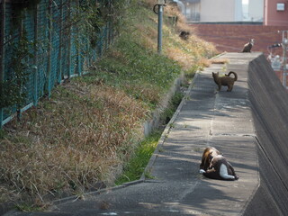 常滑　やきもの散歩道　猫