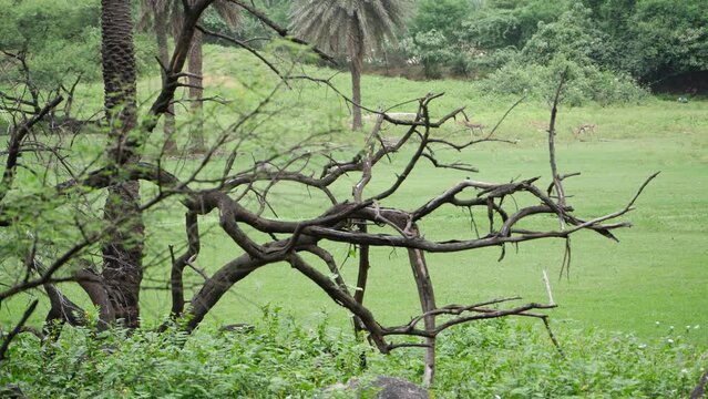 A leafless tree stands alone in a field or park
