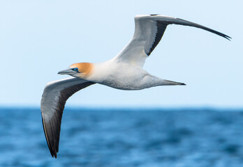 Australasian Gannet (Morus serrator) seabird in flight gliding with view of underwings against the...