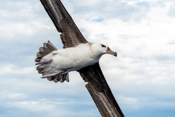 Immature Black-browed Mollymawk Albatross (Thalassarche melanophris) seabird in flight gliding with...