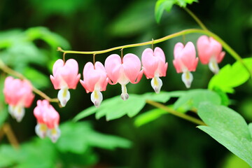 Bleeding heart flowers or Dicentra spectabilis with soft background,close-up of pink Bleeding-heart flowers blooming in the garden 
