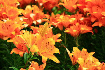 Mid-century Lily or Species Lilium or Morning Star Lily or Salisbury's Lily flowers blooming in the garden