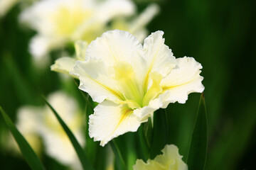 blooming Iris or Flag or Gladdon or Fleur-de-lis flowers,beautiful white with yellow Iris flowers blooming in the garden