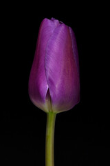 Violette Tulpenbüte vor schwarzem Hintergrund