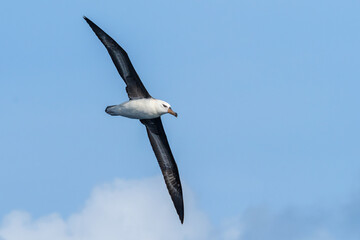 Immature Campbell Mollymawk Albatross (Thalassarche impavida) seabird in flight gliding with view of underwings and sky background. Tutukaka, New Zealand