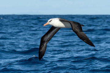 Campbell Mollymawk Albatross (Thalassarche impavida) seabird in flight with ocean and sky in background. Tutukaka, New Zealand.