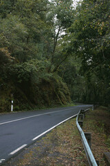 road in the forest