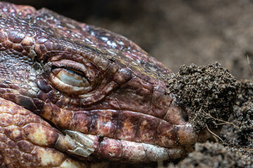 portrait of the Red Tegu reptile - Salvator Rufescens, lying on the ground with clay on its nose