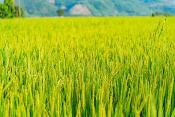 Rice field. Outskirts of Nha Trang in Vietnam.