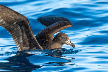 Flesh-footed Shearwater (Puffinus carneipes) seabird resting on ocean with wings up. Tutukaka, New...
