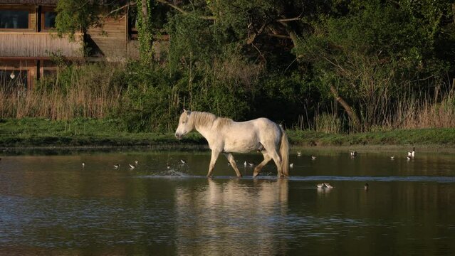 4k, animal, animals, beach, beautiful, beauty, White Wild Horse walking over water in protected area of Isola della cona - Italy