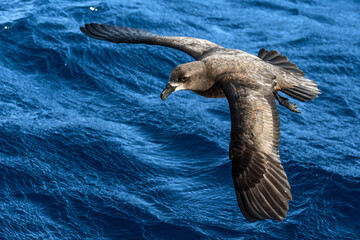 Grey-faced Petrel (Pterodroma macroptera) seabird in flight gliding with view of upperwings and...