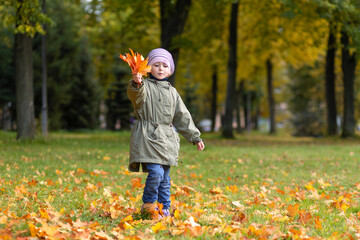 little girl collecting colorful autumn leaves in park. child and maple leaf fall. kid with foliage in forest. copy space, place for text