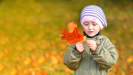 little girl collecting colorful autumn leaves in park. child and maple leaf fall. kid with foliage in forest. banner, copy space, text