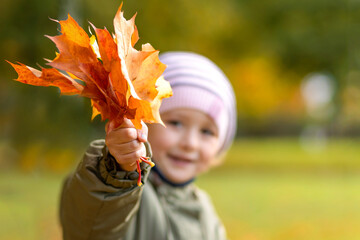 little girl collecting colorful autumn leaves in park. child and maple leaf fall. kid with foliage in forest. closeup