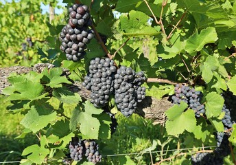 Pinot noir grapes hanging on vine in the end of summer.
