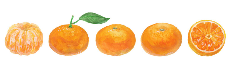 水彩絵の具で手描きしたリアルなみかんのイラスト