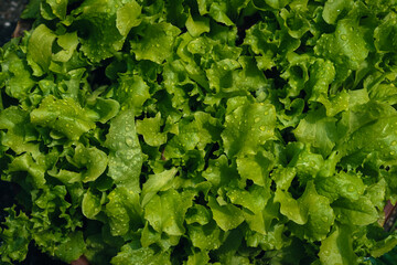 Green lettuce leaves after rain - obrazy, fototapety, plakaty