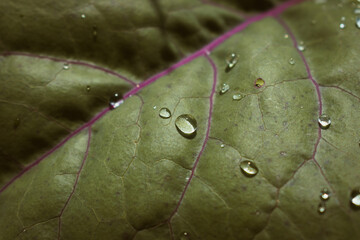 Kohlrabi leaf after rain