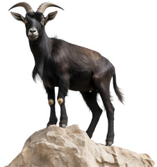 Black goat standing on a rock isolated on a white background as transparent PNG, animal