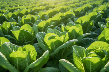 Cultivation of lettuce and lettuce cultivation and sunlight shining on vegetables - obrazy, fototapety, plakaty